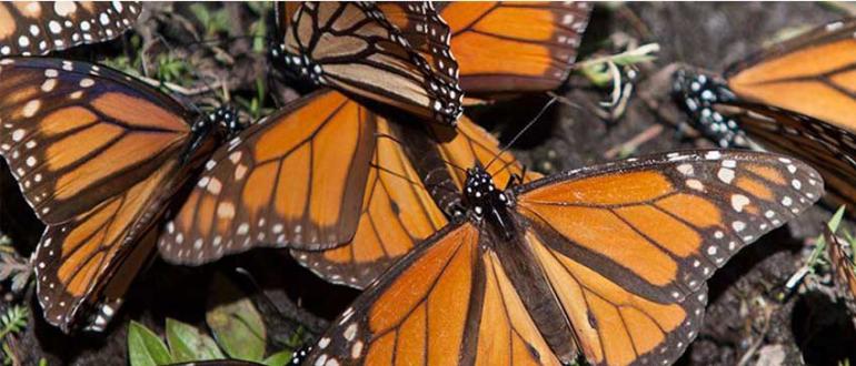 Образ жизни и среда обитания бабочки монарх